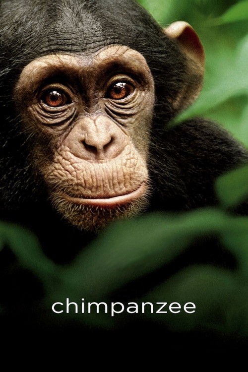 chimpanzee cover image