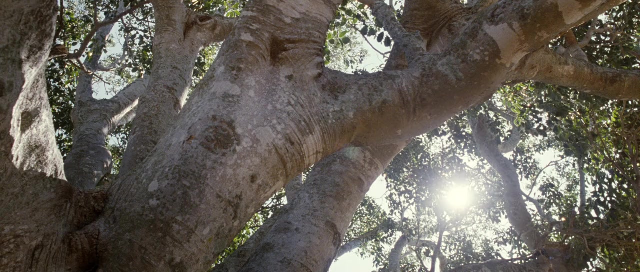 The Tree Movie Trailer Suggesting Movie